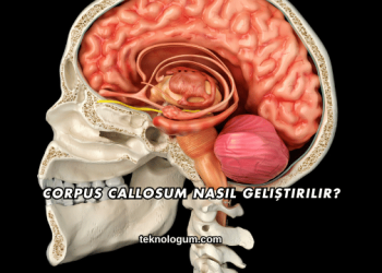 Corpus Callosum Nasıl Geliştirilir?